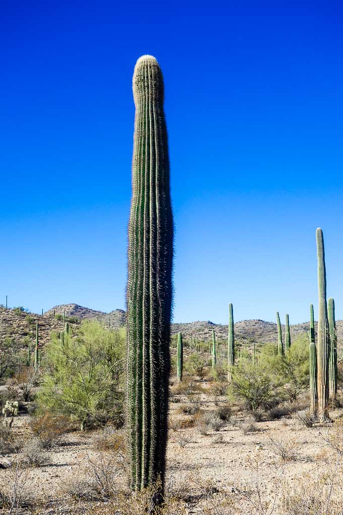 organ pipe cactus national monument