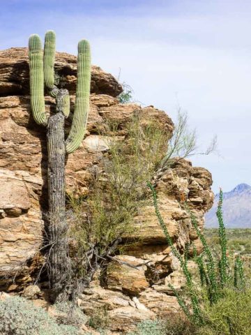 cactus against rock in saguaro national park