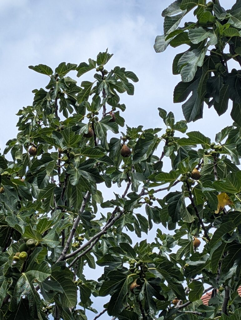Fig Tree on the streets of Budapest